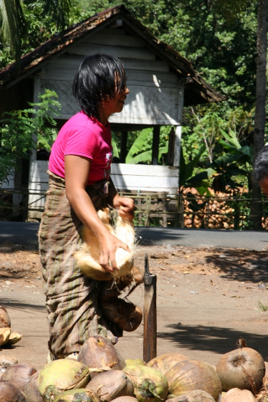 Manual coconut shelling, Java Pangandaran Indonesia 1.jpg - Indonesia Java Pangandaran. Manual coconut shelling